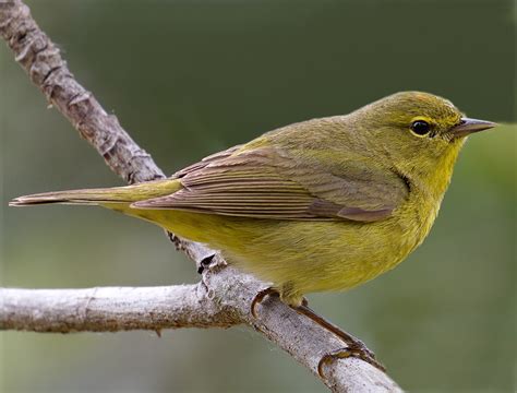 Orange-crowned Warbler | San Diego Bird Spot