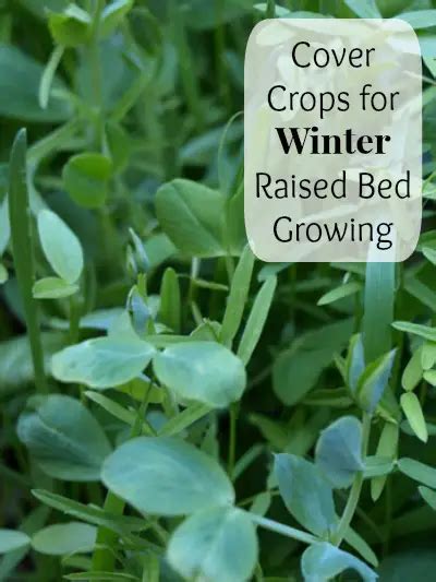 Cover Crops for Winter Raised Bed Growing – Mom Prepares