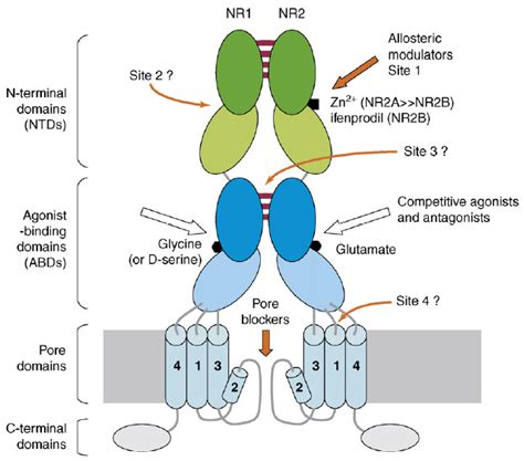 5 Potential Sites For Ligand Binding At Nmda Receptors Most Nmda