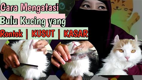 Cara Mengatasi Bulu Kucing Persia Yang Rontok KUSUT KASAR Gimbal