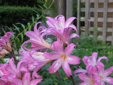 Amaryllis Flower Interesting Facts And Meaning A To Z Flowers