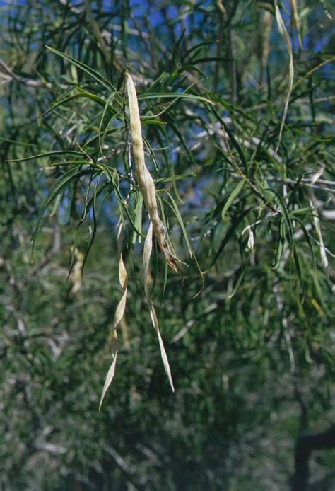 Desert Willow Tree Selection Landscape Plants Edward F Gilman