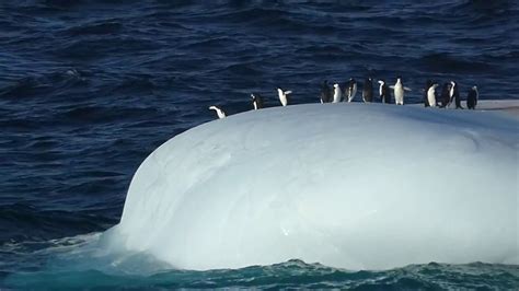 Penguins jumping off an iceberg off Antarctic Peninsula - YouTube