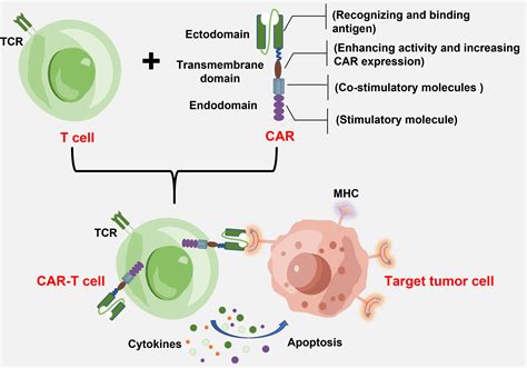 Frontiers Biomaterials Promote In Vivo Generation And Immunotherapy