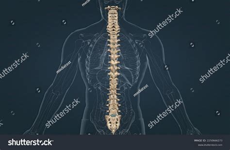 Five Vertebrae Fused Together Form Sacrum Stock Illustration 2250666273 ...