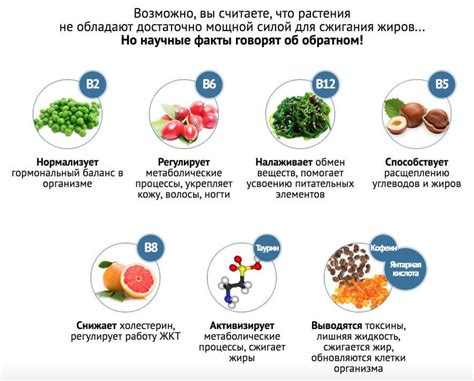 Похудеть быстро: 5 таблеток для похудения и обмен веществ. таблетки для ...