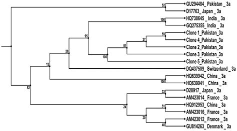 Sequence Comparison And Phylogenetic Analysis Of Hepatitis C Virus