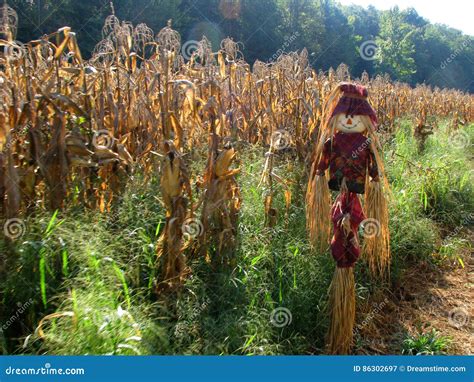 Scarecrow At Cornfield Stock Image Image Of Farm Scarecrow