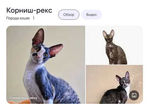 Create Meme Cat Devon Rex Cat Cornish Rex Cat Breed Cornish Rex