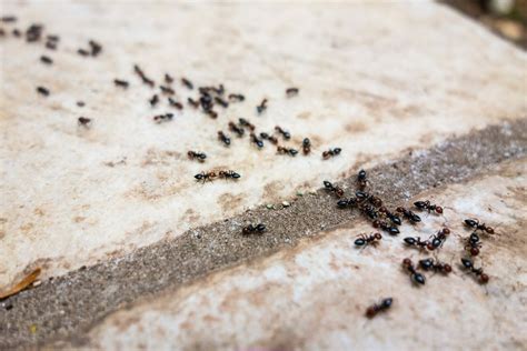 Five Simple Ant Prevention Tips For San Francisco Bay Area Properties