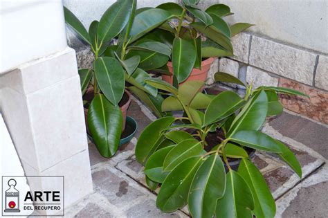 Ficus elastica o del caucciù Moltiplichiamola per talea L arte del