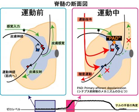 015シナプス前抑制の機能的意義を解明 日本生理学会