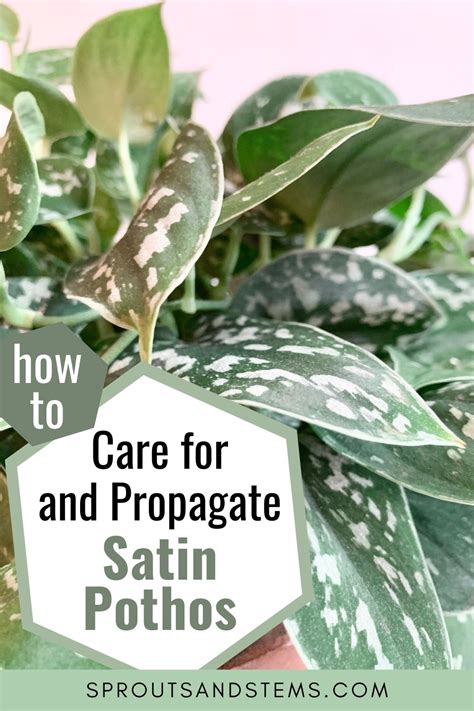 Satin Pothos Care, Propagation, and More | Sprouts and Stems