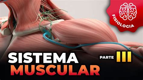 Morfofisiologia SISTEMA MUSCULAR