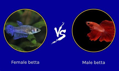 Male Vs Female Betta What Are The Differences A Z Animals