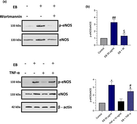 Elderberries Eb Prevents Enos Uncoupling Via Akt Pathway A Huvecs Download Scientific