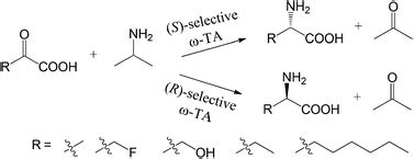 ω Transaminase catalyzed asymmetric synthesis of unnatural amino acids