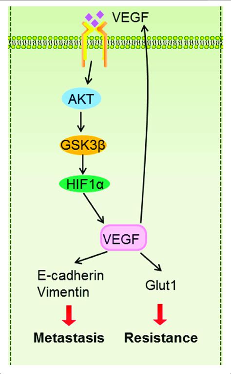 The Graphic Illustration Of Hif Vegf Feedback Loop Contributes To