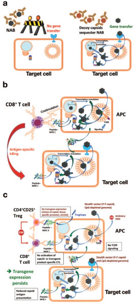 Newly emerging strategies to prevent rejection of AAV gene transfer by... | Download Scientific ...