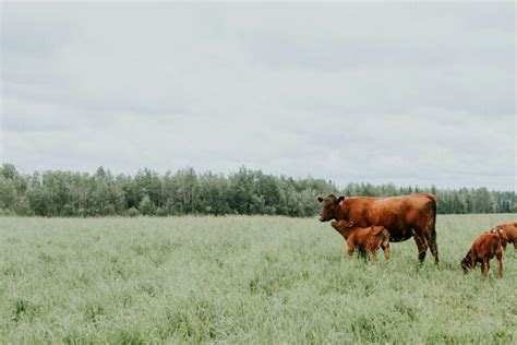 Ranch Vs Farm Understanding The Differences