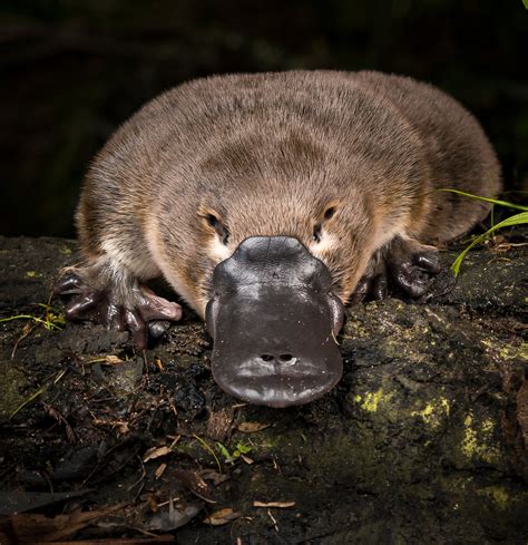 En İlginç Canlı Türü Platypus