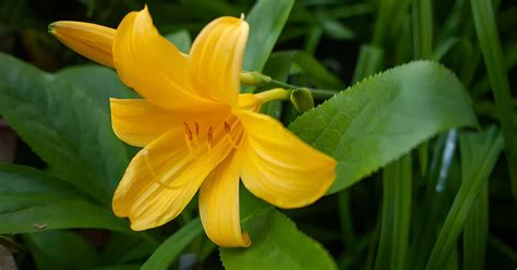 How To Neatly Trim Your Day Lily Plants After They Re Done Flowering