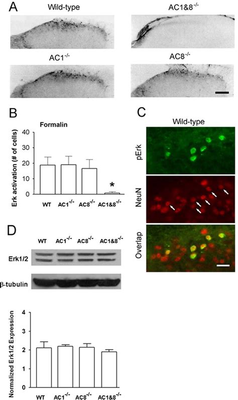 Calcium Calmodulin Stimulated Adenylyl Cyclases Contribute To