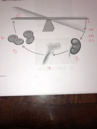 Erythropoiesis Flashcards Quizlet