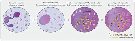 Neutrophil Extracellular Traps In Host Defense Imb Inflammasome Lab