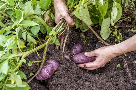 How to Grow Potatoes
