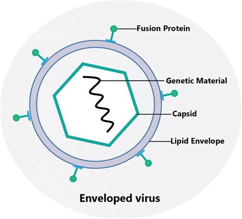 Label The Diagram Showing The Structure Of An Enveloped Viru