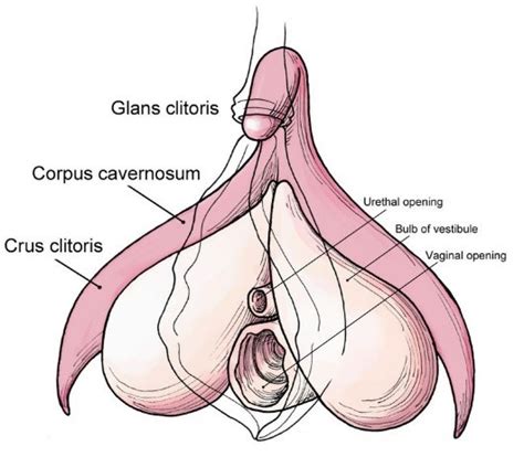 Clitoral Anatomy Album On Imgur