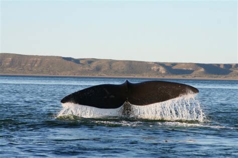 A spectacular encounter with whales on Península Valdés – Notes from ...