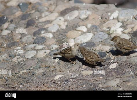 Female Spanish Sparrow Passer Hispaniolensis Feeding To Her Chicks