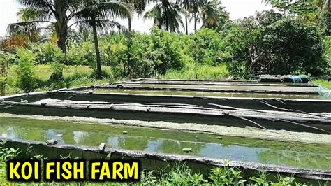 Koi Fish Farm Visit 2020 Packing Thousand Of Koi Fish Youtube