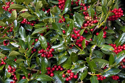 Burford Holly Sammys Plant World