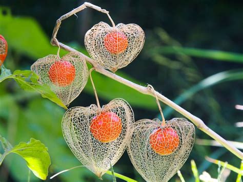 Chinese Lantern Plant Flower