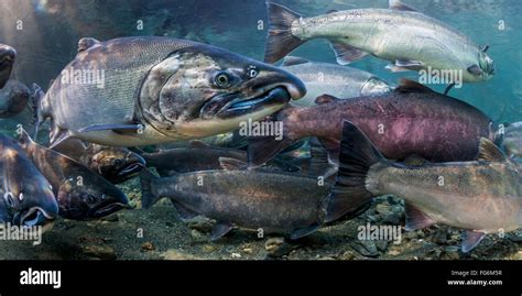 Ocean Bright Coho Salmon Oncorhynchus Kisutch On Their Spawning