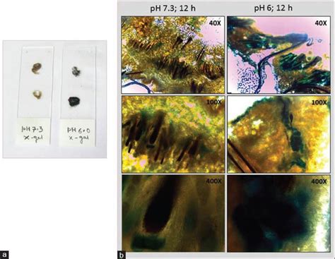 X-gal staining at different pH (a) Gross appearance of canine skin ...