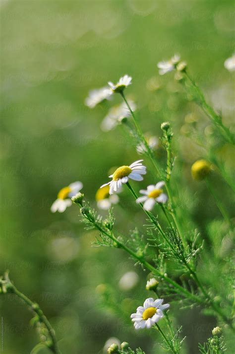 "Chamomile Flowers" by Stocksy Contributor "Jovana Vukotic" - Stocksy