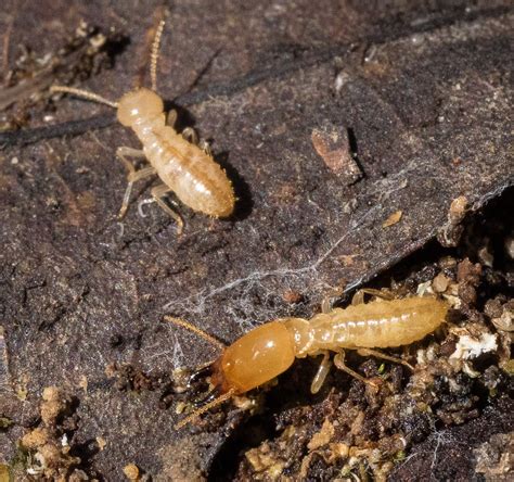 Maryland Biodiversity Project Eastern Subterranean Termite