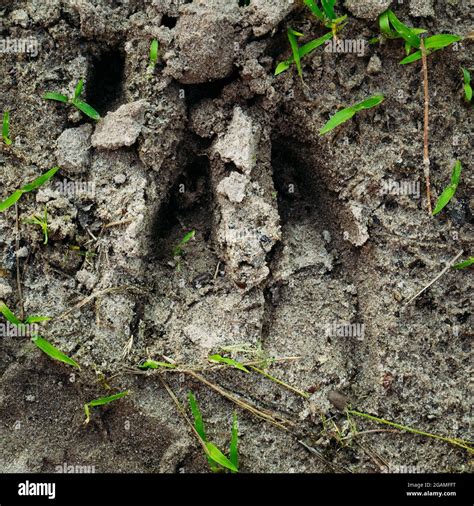 Wild Boar Track Footprint Step On Forest Ground Stock Photo Alamy