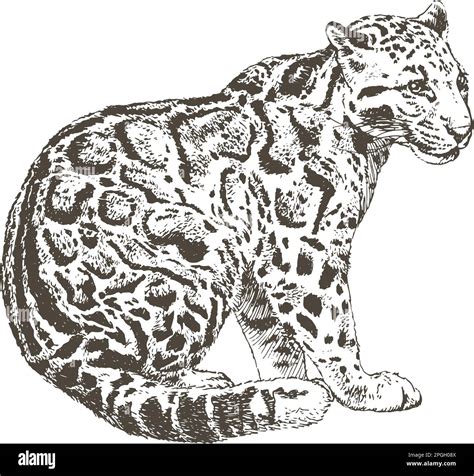 Hand Drawn Realistic Sketch Of Clouded Leopard Vector Illustration