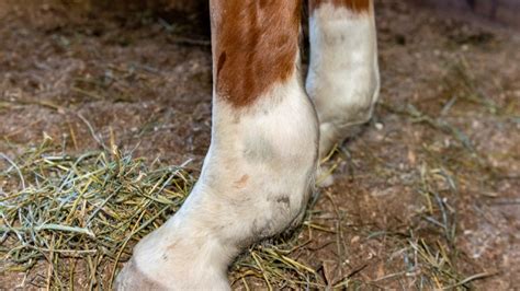 Tendon Sheath Swelling – The Horse's Advocate