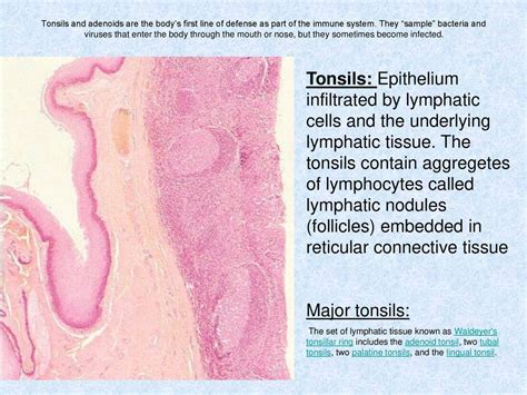 Anatomy Of The Immune System Ppt Download