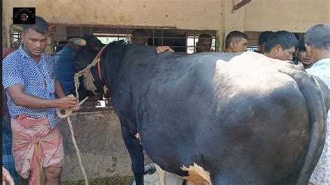 রবিবার ১৫ অক্টো২৩ হাটের বড় বড় মাংসের ওজন সহ ষাঁড় গরু কেমন