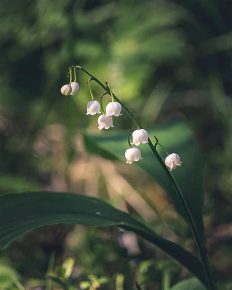 Lily of the valley meaning: discover the symbols and the history behind it