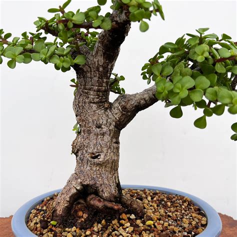 Mini Jade Portulacara Afra Bonsai Tree Bonsai Outlet N0 9110