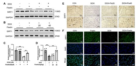 Figure 1 From Fisetin Attenuates Doxorubicin Induced Cardiomyopathy In