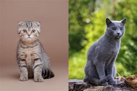 Scottish Fold Russian Blue Cat Mix: Info, Pictures, Temperament & More ...